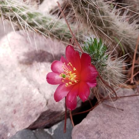 Cabana Flor De Cardon-Juella. 外观 照片