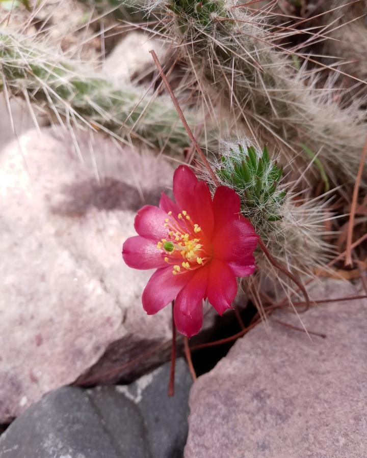 Cabana Flor De Cardon-Juella. 外观 照片