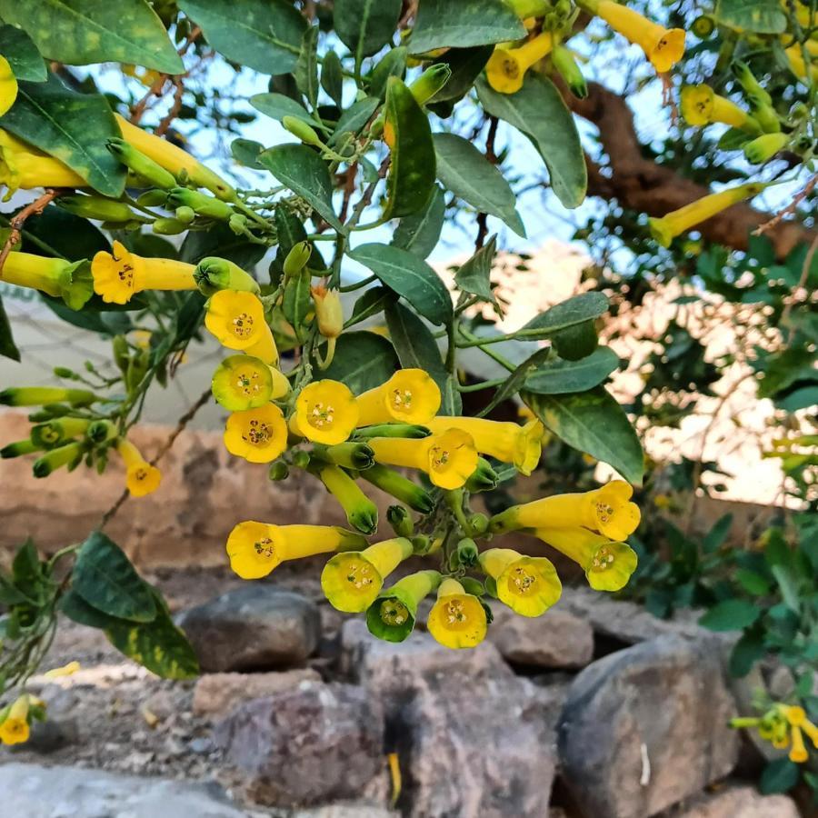 Cabana Flor De Cardon-Juella. 外观 照片
